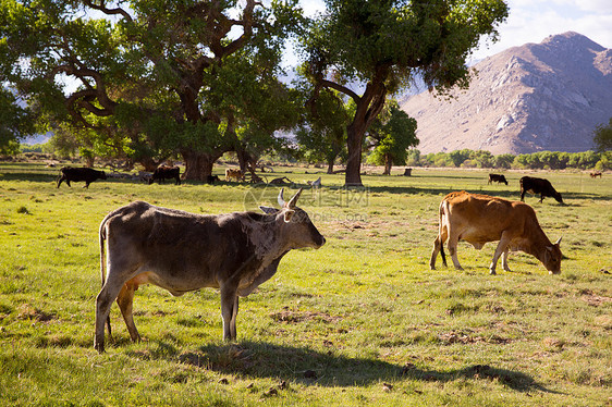 在加利福尼亚草原放牧牛牛群哺乳动物家畜奶制品农场场地牛肉小牛树木动物农村图片