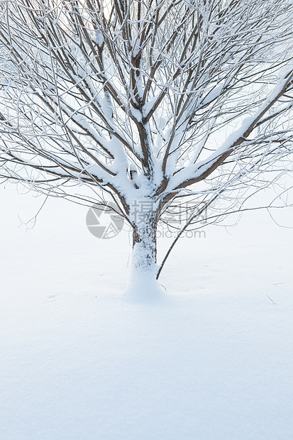 冬季一棵树的抽象特写图片