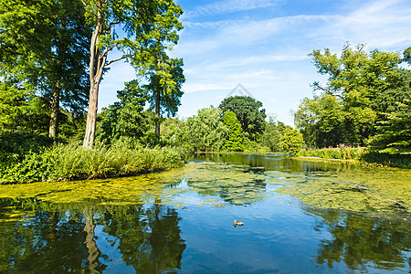 公园 反映清凉池塘图片