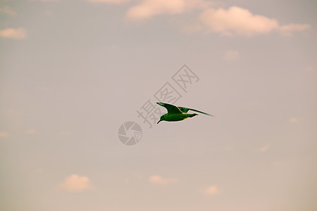 白海笼空中飞翔环境灵魂翅膀自由海鸥动物群海滩晴天荒野航班图片