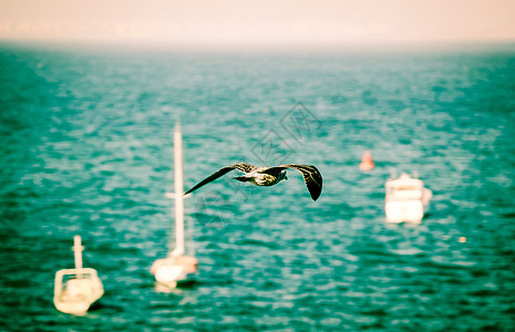 白海笼空中飞翔观鸟晴天动物群海鸟清道夫海滩环境航班荒野跨度图片