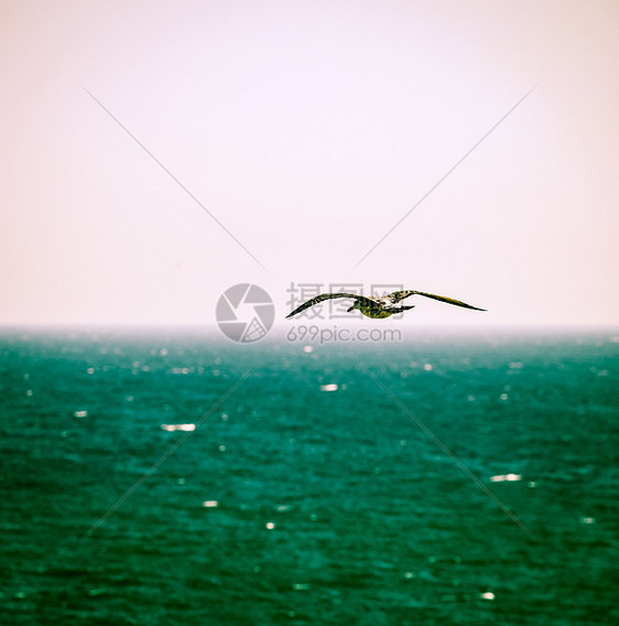 白海笼空中飞翔海鸟晴天跨度灵魂航班自由港口鸟类动物清道夫图片