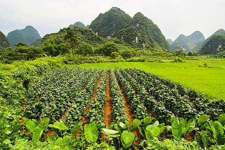 农耕和富饶的喀斯特山图片