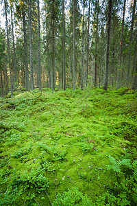 芬兰的林地图片