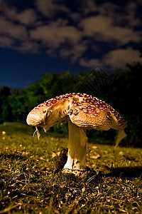 晚上的阿玛尼塔蘑菇图片