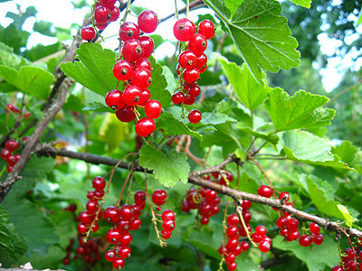 灌木丛中红草原的莓植物学浆果饮食美味水果衬套叶子花园收成季节图片