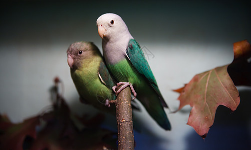 帕拉舌收集收藏蓝色友谊荒野鸟舍羽毛传说宠物尾巴栖息森林图片