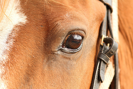 马眼细节阉马荒野牧场哺乳动物农场宠物视网膜场地瞳孔马术图片