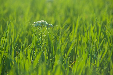 紧密的新鲜草地上 有水滴植物花园环境雨滴植物群生长宏观反射场地农业图片