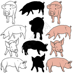 收集猪猪肉火腿手绘母猪收藏小猪哺乳动物曲线农场家畜剪影图片