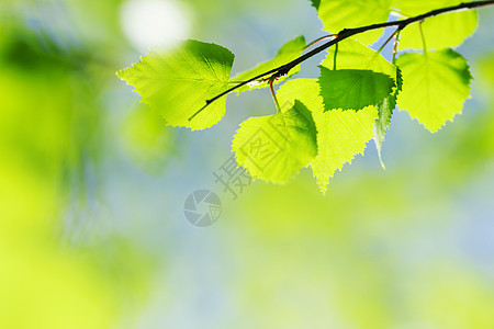 绿叶背景背景树叶植物生长环境阳光桦木季节天空绿色森林图片