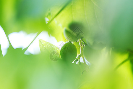 树枝上的绿葡萄生长水果葡萄园农业植物绿色叶子收成藤蔓营养图片