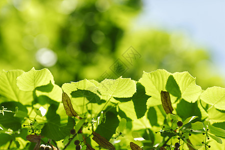 美丽的树叶植物晴天生长环境叶子公园绿色阳光森林图片