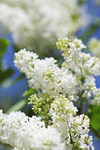 白银叶子衬套花园绿色植物阳光宏观季节图片