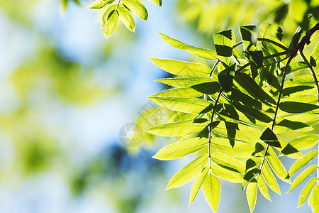 绿叶背景背景森林树叶叶子天空绿色季节环境植物生长阳光图片