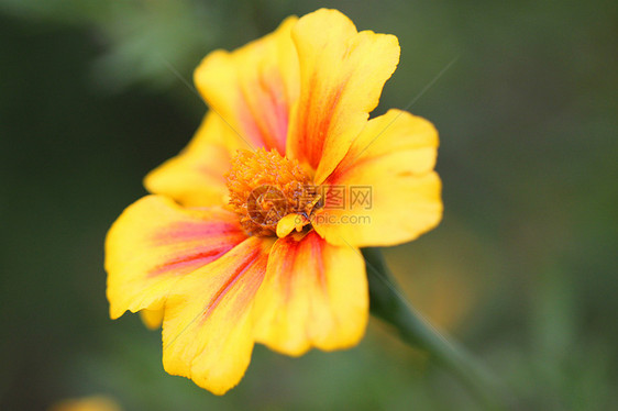 绿色背景的美丽黄色花朵Name花瓣植物花粉橙子天鹅绒摄影草本植物草地花园叶子图片