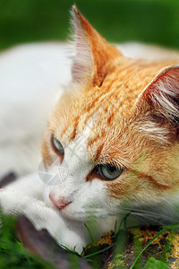 美丽的白色  红猫梦到绿草季节叶子生活宏观头发小猫花园毛皮宠物猫咪图片