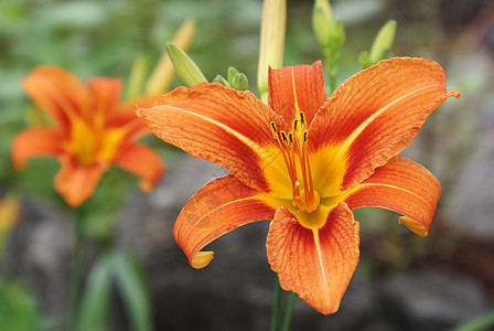 老虎莉莉美丽百合花朵橙子季节植物学花园花瓣植物植物群图片