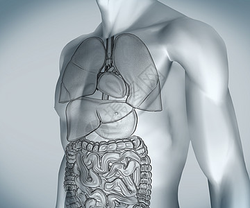 带有器官的灰色数字体图片