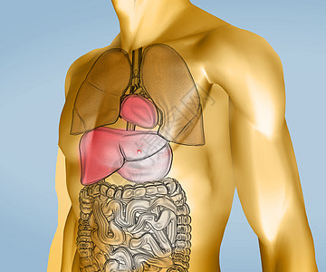 带有器官的黄色和透明的数字机体图片