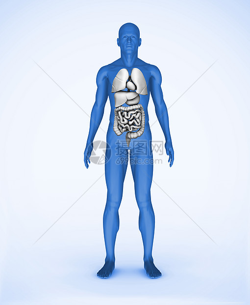 蓝色数字人 有可见器官图片