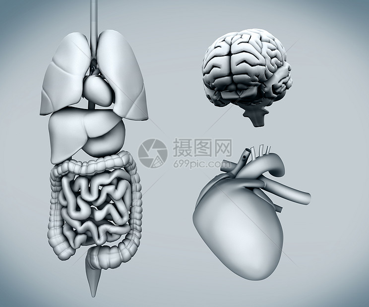 人体器官图图片