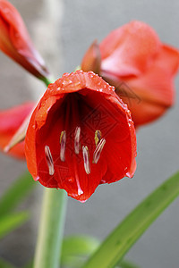 雨后水滴和火红的阿玛丽丝生长曲线季节花瓣灯泡植物群植物红宝石植物学卷曲图片