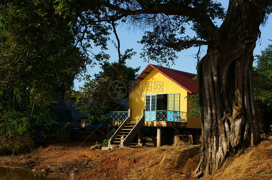 在古树下 有房顶水平阳光高跷榕树蓝天绿色房子农村国家老树图片