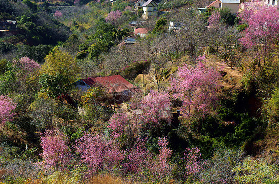 樱花开花在大拉特郊区的山谷中别墅林地花朵场景杏花荒野野花房子粉色阳光图片