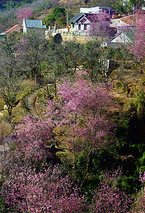 樱花开花在大拉特郊区的山谷中场景特点杏花荒野阳光风景野花水平林地粉色图片