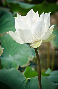 池塘月色清白白莲花在盆地植物荷花公园环境叶子池塘热带季节花园异国背景