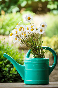花园浇水罐中的菊花植物洋甘菊甘菊生长草地园艺荒野雏菊花瓣美丽图片