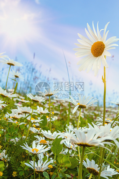 对抗蓝天的雏菊花田植物宏观园艺洋甘菊花园草地荒野植物群生长花瓣图片