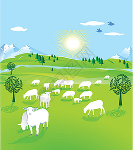 羊群的绵羊山脉高地晴天爬坡羊肉家畜草地空地乡村图片