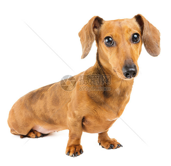 Dachshund 狗狗白色宠物鸭子家养狗小狗图片