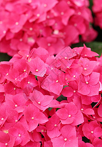 粉色花朵粉红色红色紫色绣球花花瓣植物植物群图片