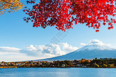 秋秋藤山枫树火山花园草原杂草公吨红假芦苇红树红色图片