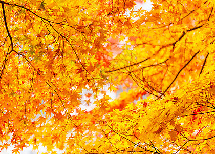秋叶树叶背景红色叶子橙子季节性黄色枫叶枫树橙枫环境图片