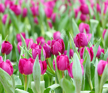 紫色郁金花田绿色边界花园花瓣植物学场地季节性叶子植物金香图片