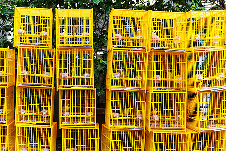 香港鸟类市场鸟笼配种鹦鹉花园黑色棕色宠物鸡舍图片