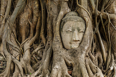 旧树上的佛头寺庙纪念碑红砖树干红色地标废墟树根佛教徒雕像图片