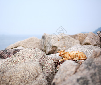 街上的猫在石头上休息头发小猫岩石街道毛皮哺乳动物宠物图片