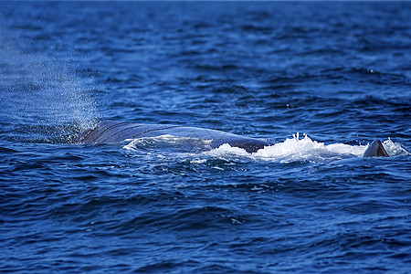 大头鲸海洋生物大量的高清图片