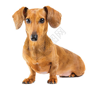 Dachshund 狗狗白色鸭子家养狗宠物小狗图片