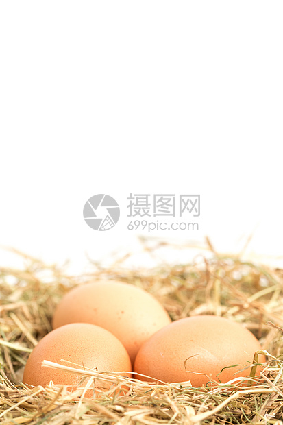 三个蛋在稻巢中筑巢图片