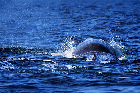 大头鲸巨大的自然高清图片