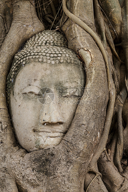 旧树上的佛头佛教徒树根树干地标宗教榕树废墟纪念碑红色文化图片