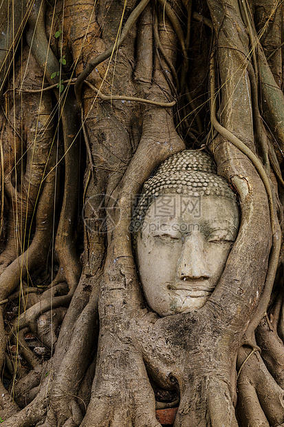 旧树上的佛头宗教佛教徒废墟树干精神纪念碑榕树文化雕像红砖图片