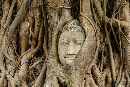 佛头在班扬树上雕像宗教寺庙精神纪念碑红色佛教徒树干文化树根图片