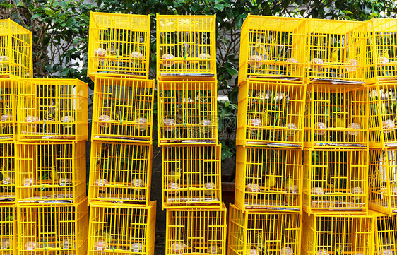 香港鸟类市场黑色鸟笼棕色鸡舍宠物花园配种鹦鹉图片